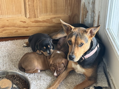 picture of the dog needing adoption