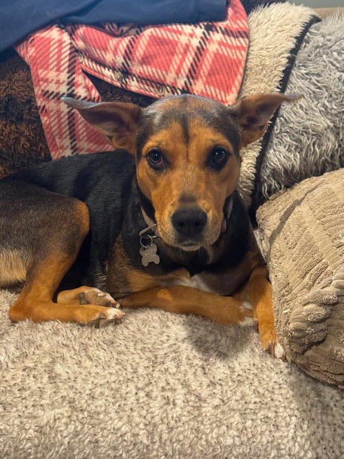 Peace, an adoptable Shepherd in Holly Springs, NC