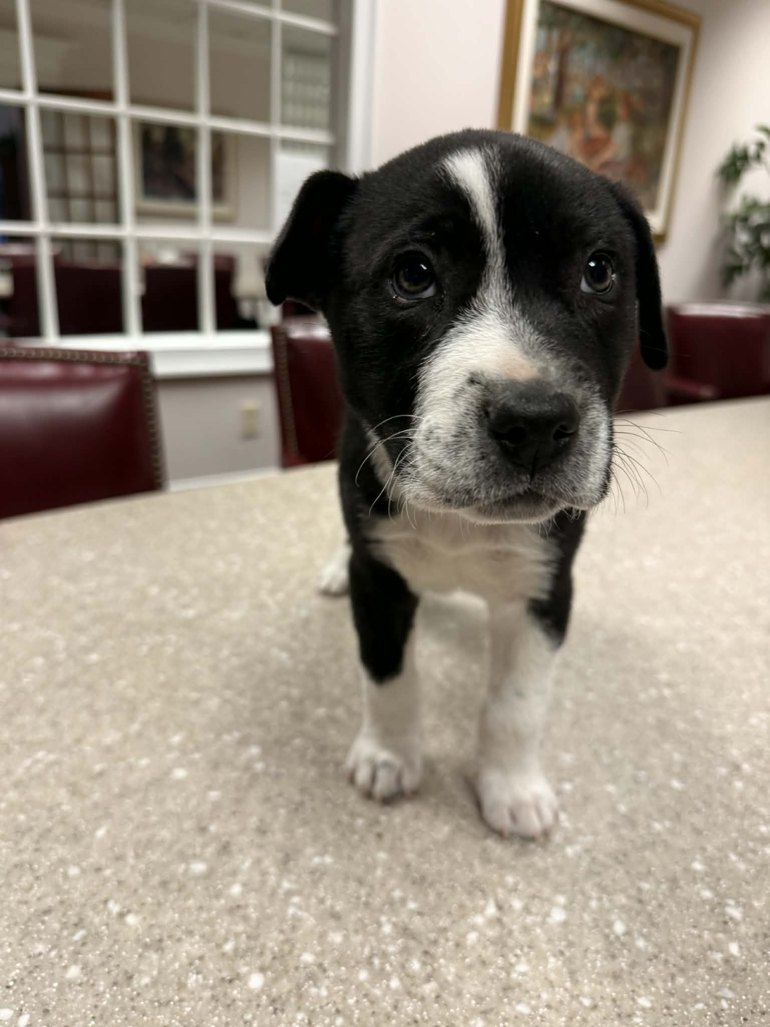 Horace (Bessie Litter), photo 13
