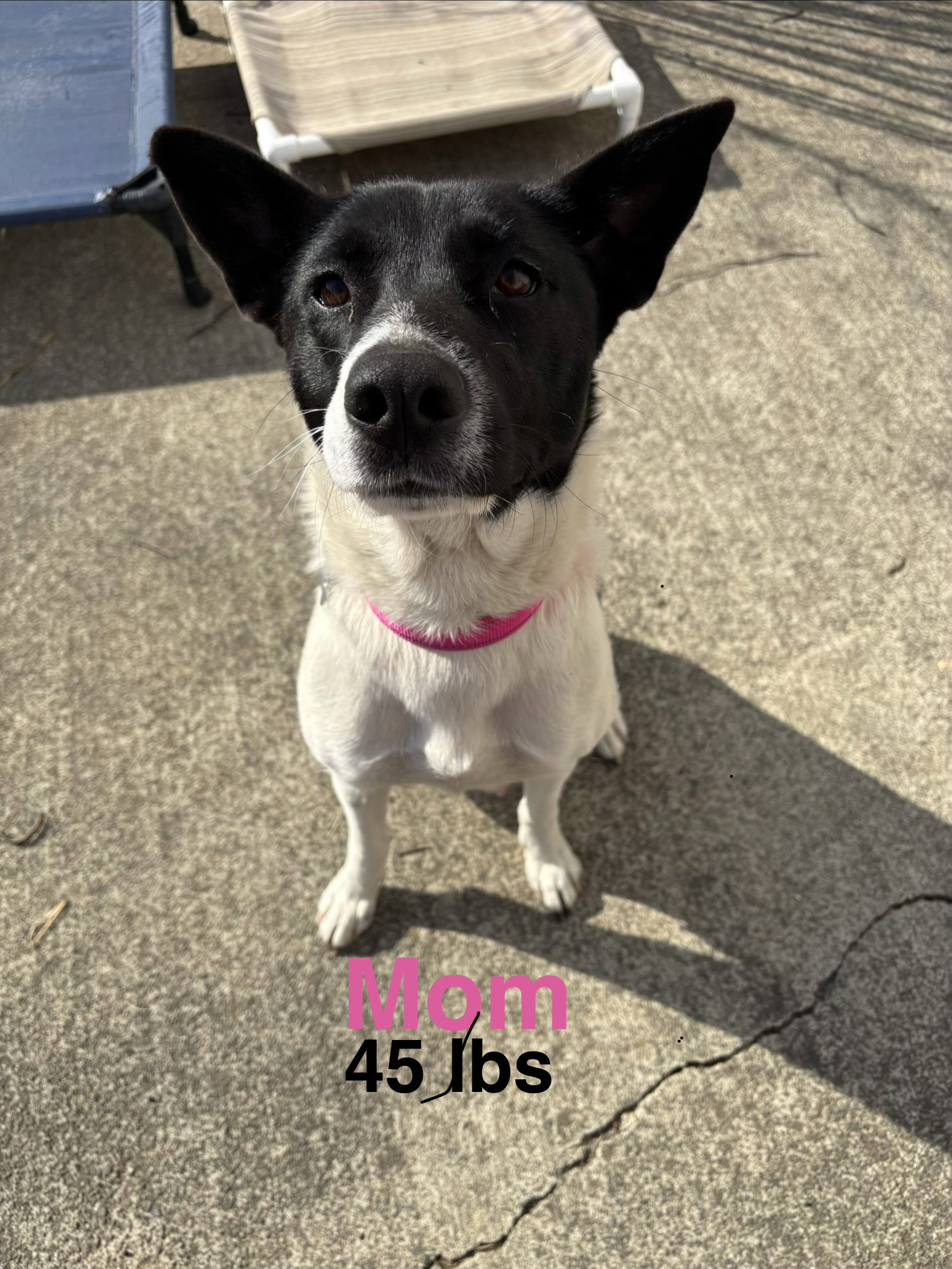Horace (Bessie Litter), photo 14