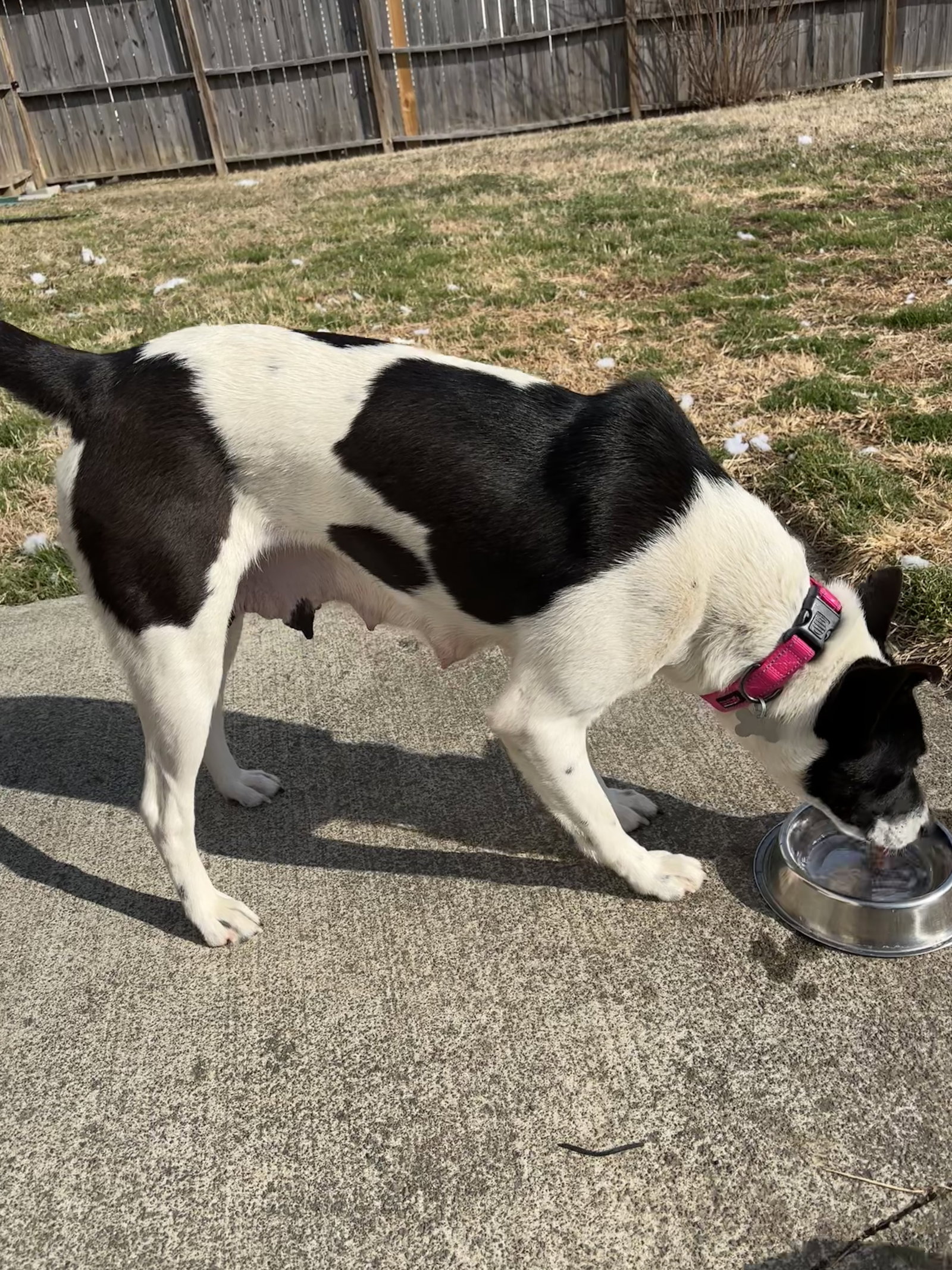 Horace (Bessie Litter), photo 15