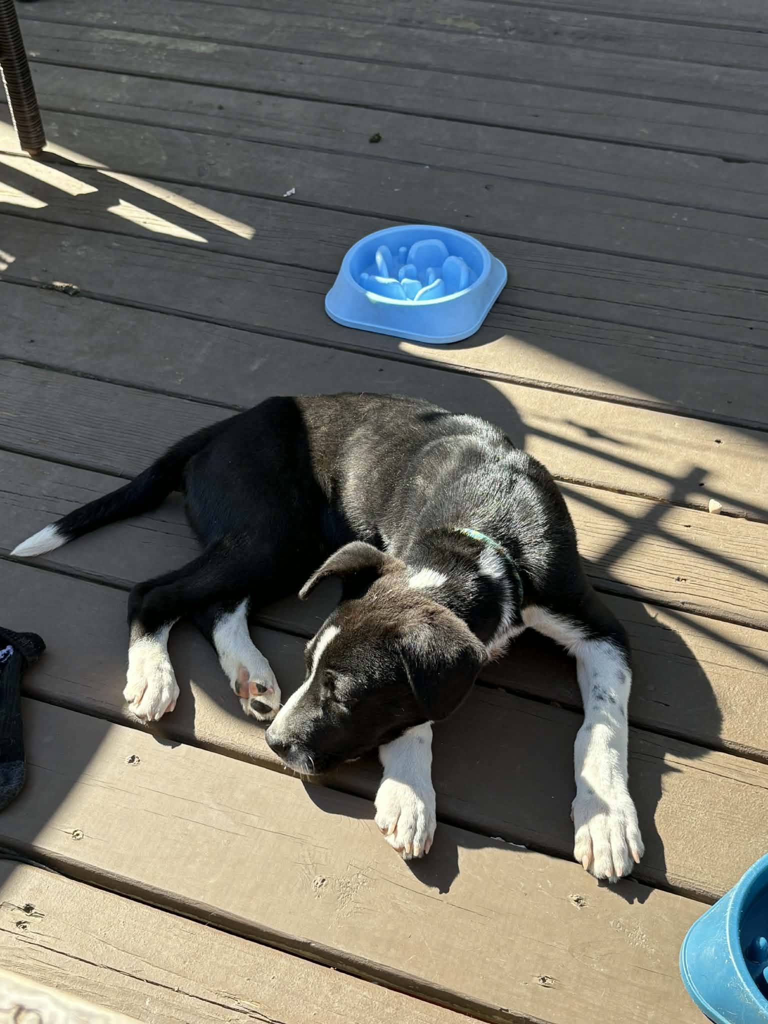 Horace (Bessie Litter) Image