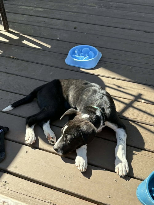 Horace (Bessie Litter), an adoptable Cattle Dog in Holly Springs, NC