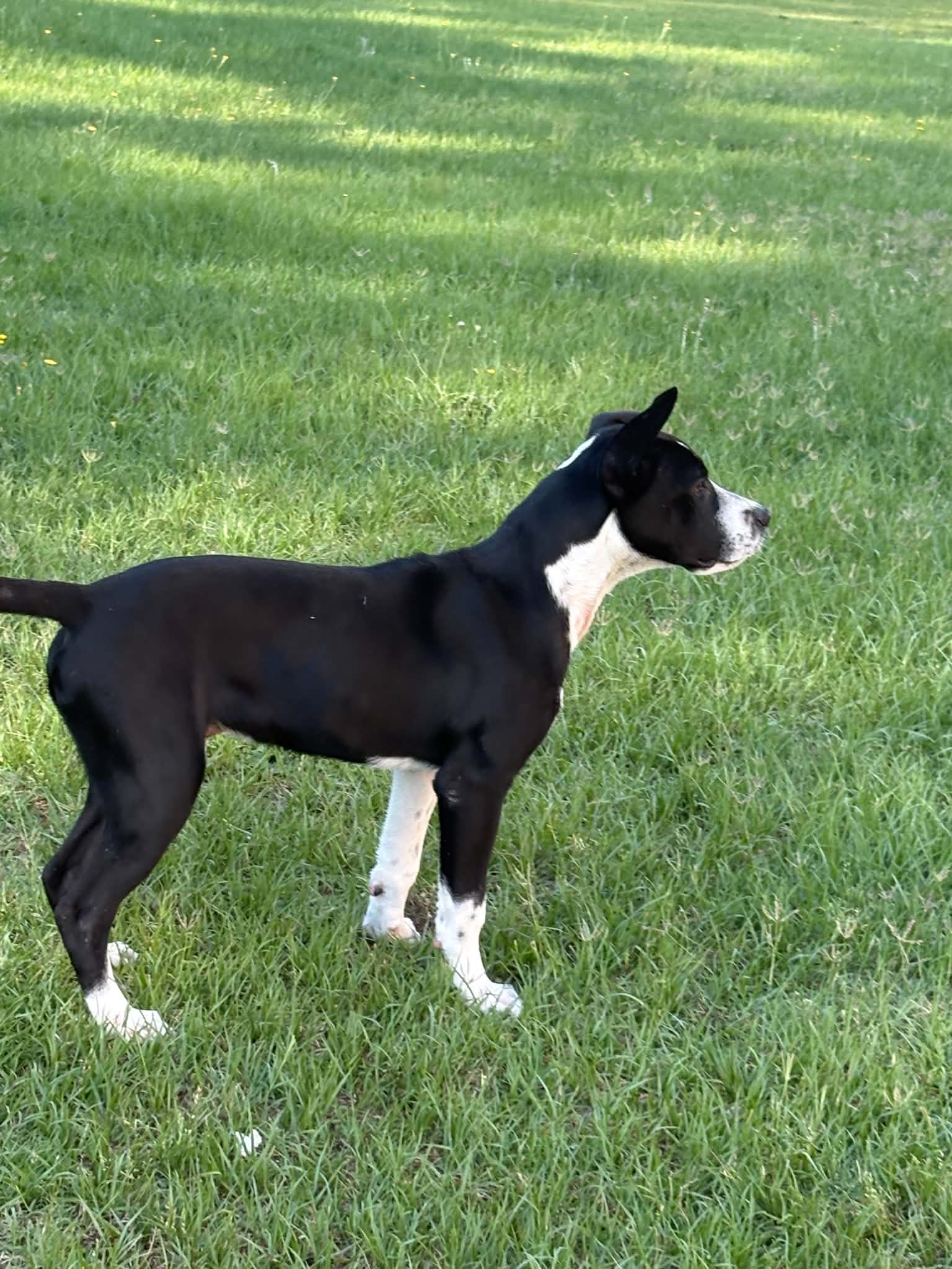 Horace (Bessie Litter), photo 10
