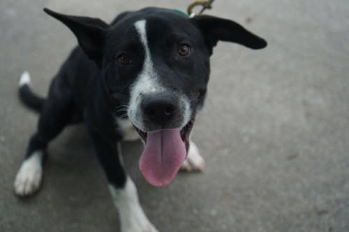 Horace (Bessie Litter)