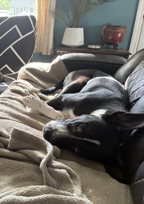 Horace (Bessie Litter), an adoptable Cattle Dog in Holly Springs, NC
