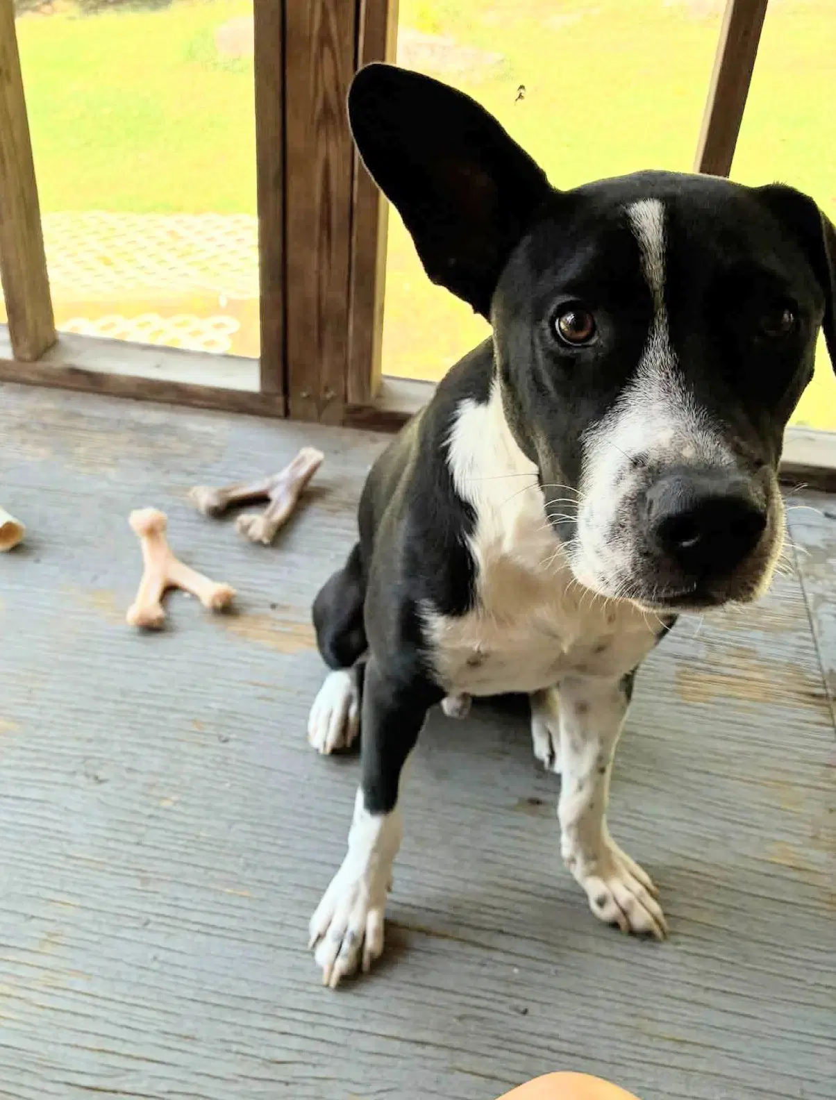 Horace Bessie Litter - Cattle Dog