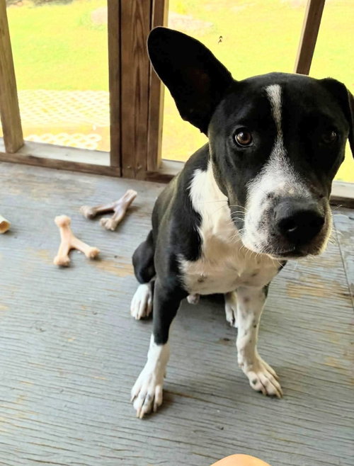 Horace (Bessie Litter), a dog for adoption from Pawfect Match Rescue
