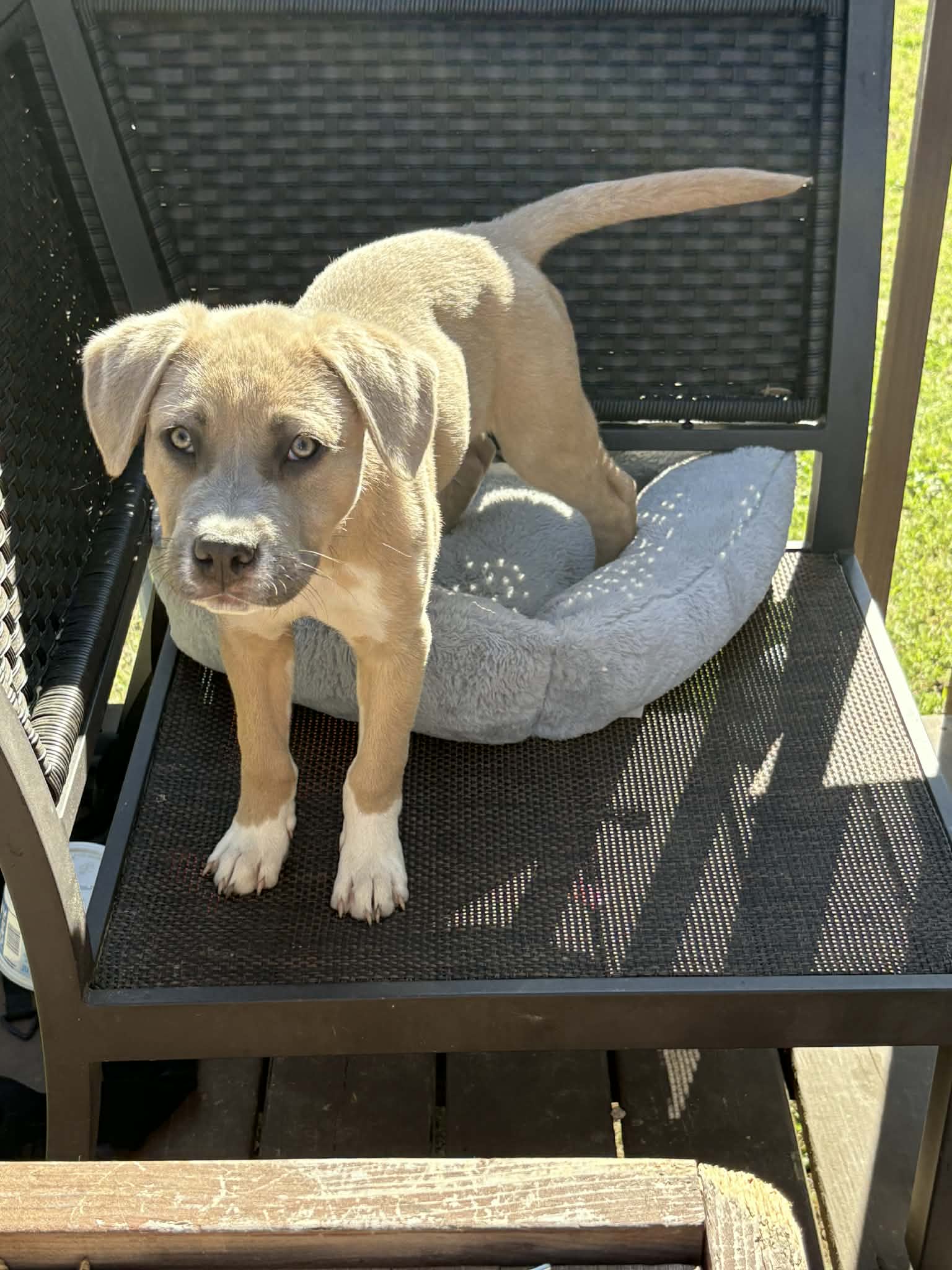 Buttercup (Bessie Litter) Image