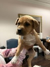 Elsie (Bessie Litter)
