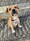 Elsie (Bessie Litter)