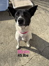 Elsie (Bessie Litter)
