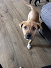 Elsie