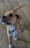 Elsie (Bessie Litter)