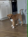 Elsie (Bessie Litter)