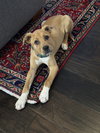 Elsie (Bessie Litter)