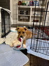 Elsie (Bessie Litter)