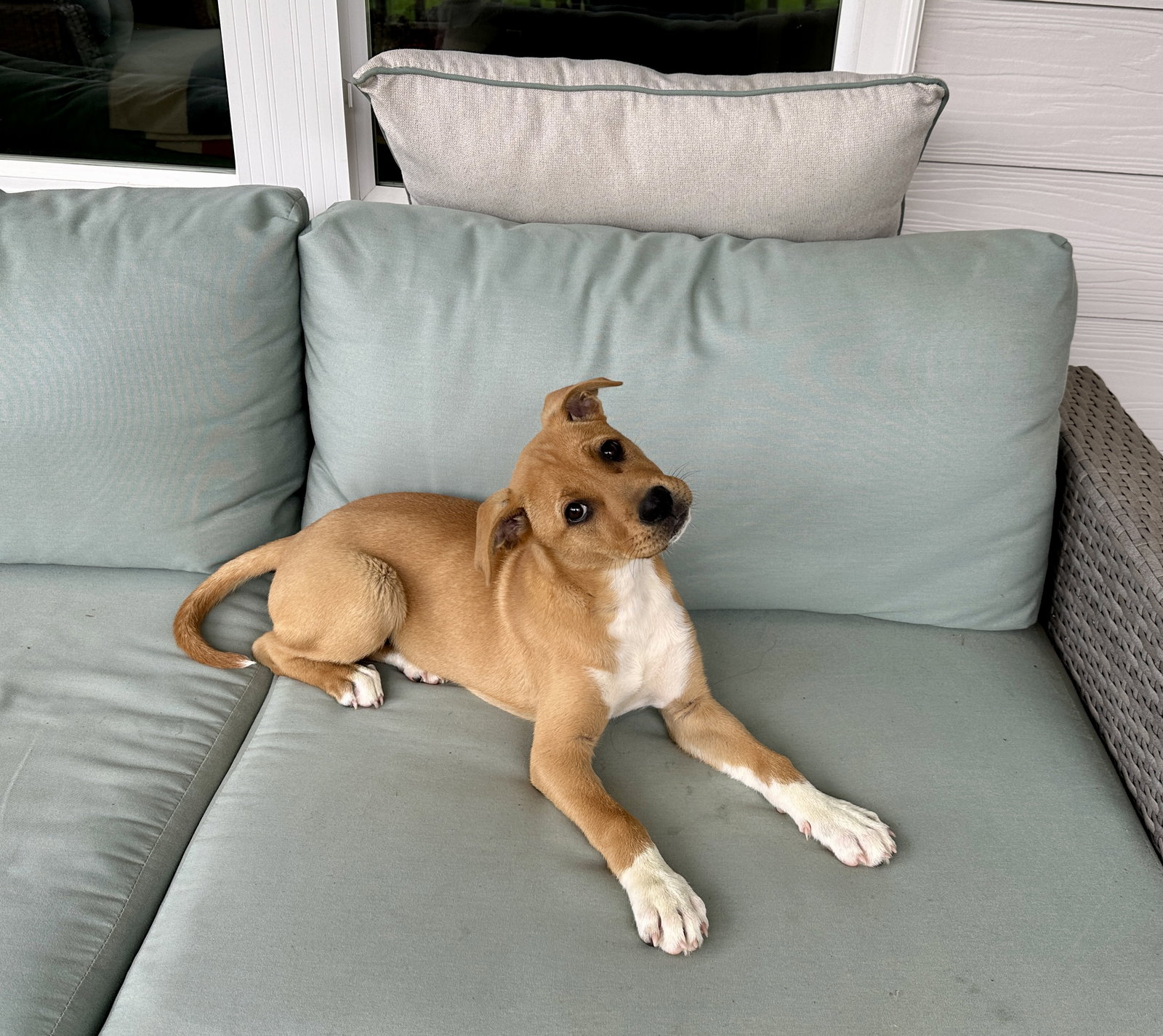Elsie (Bessie Litter) Image