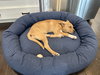 Elsie (Bessie Litter)