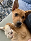 Elsie (Bessie Litter)