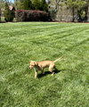 Elsie (Bessie Litter)
