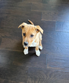 Elsie (Bessie Litter)