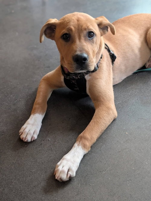 picture of the dog needing adoption