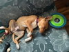 Elsie (Bessie Litter)