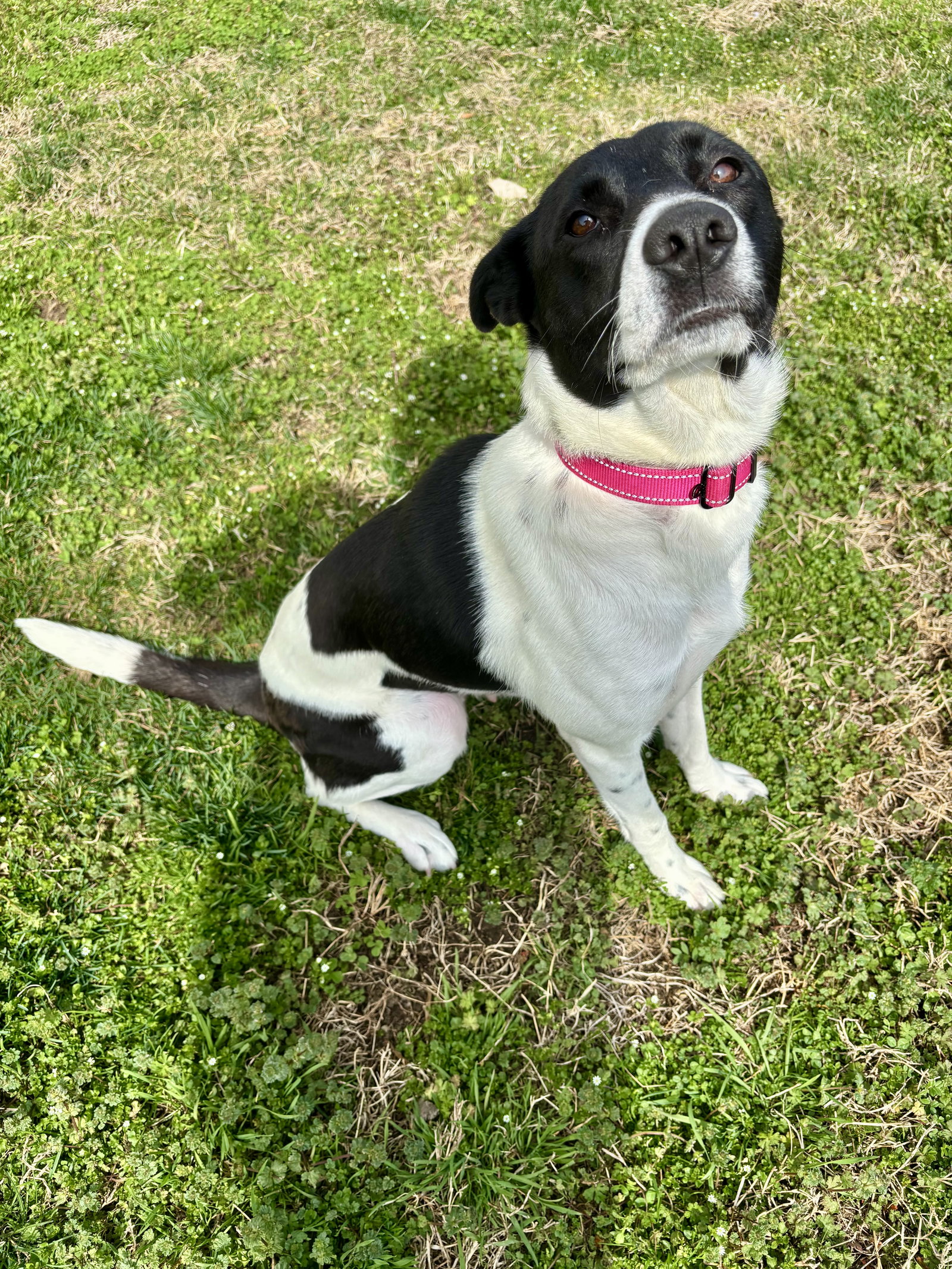 Bessie Image
