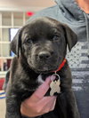 Turbo (Darla's litter)