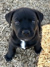 Turbo (Darla's litter)