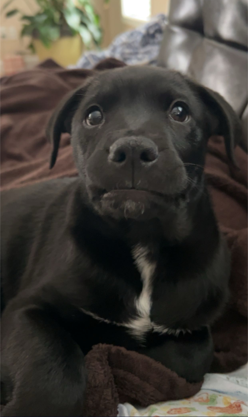 Turbo (Darla's litter)