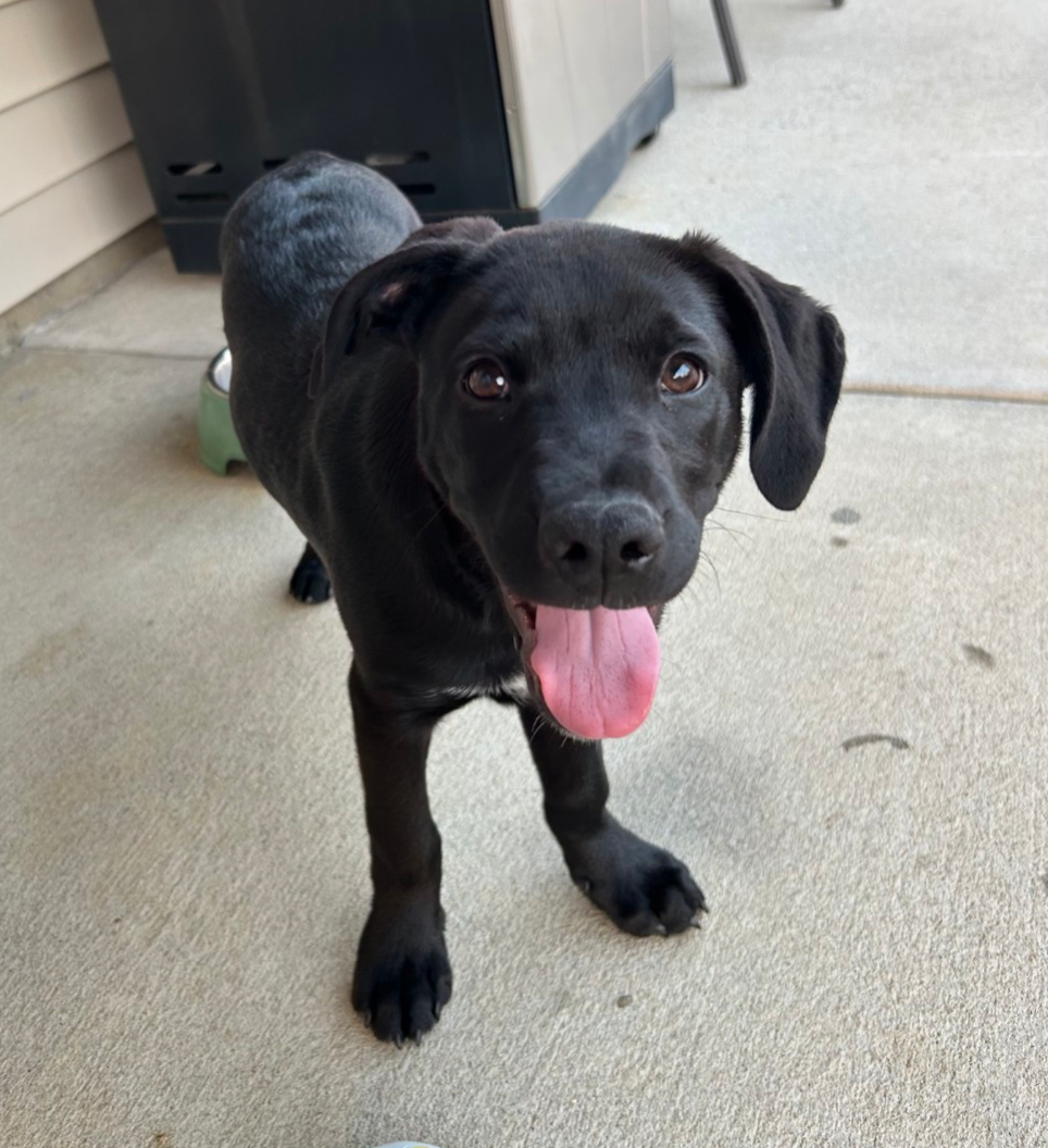 Turbo (Darla's litter) Image