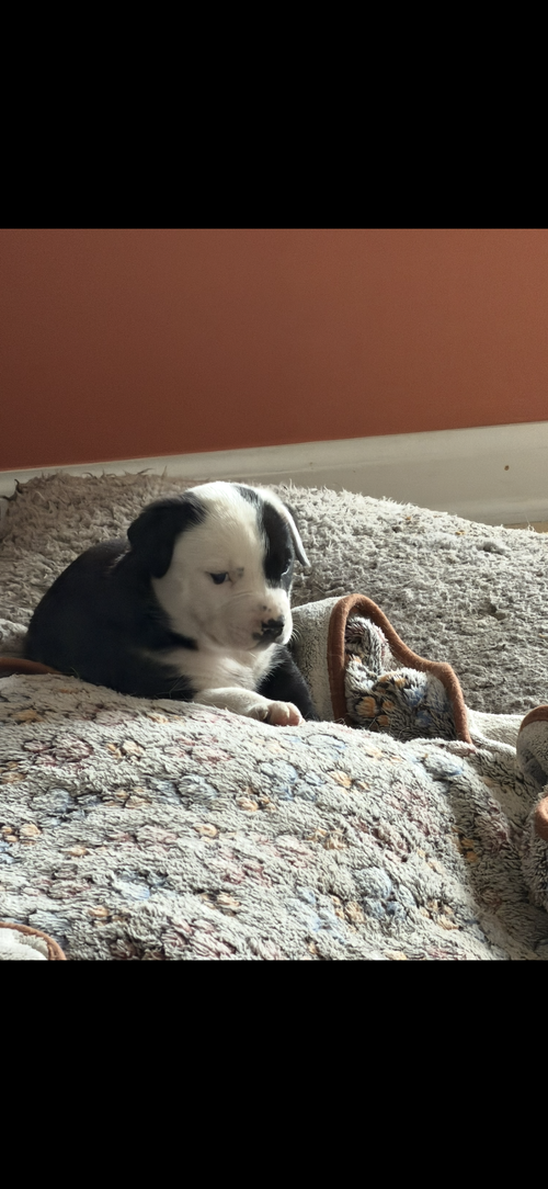 Pokie (Darla's Litter)