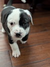Pokie (Darla's Litter)