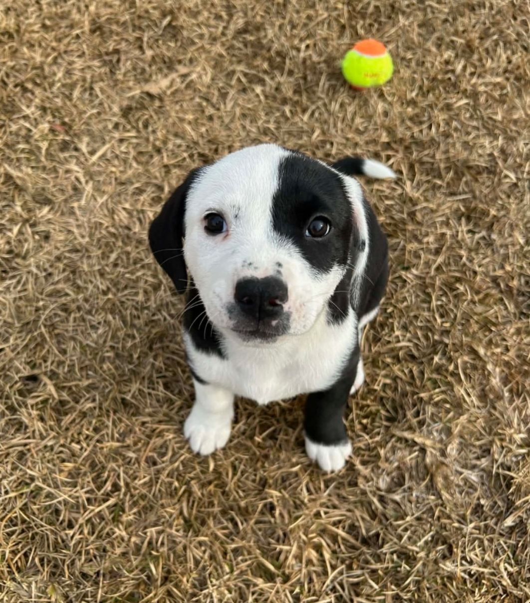 Pokie (Darla's Litter) Image