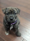 Pepa (Darlas litter)