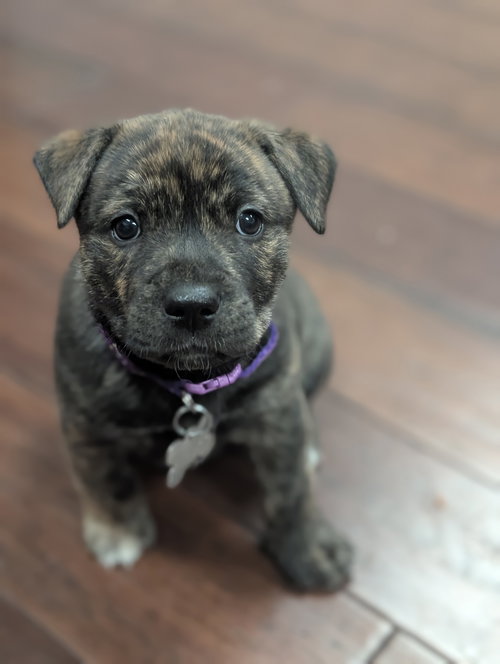 Pepa (Darlas litter)