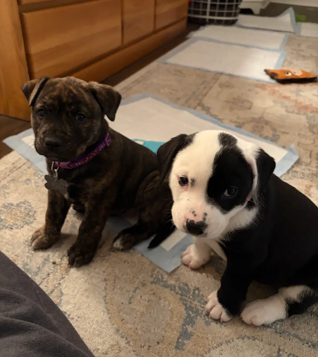 Pepa Darlas Litter image 3