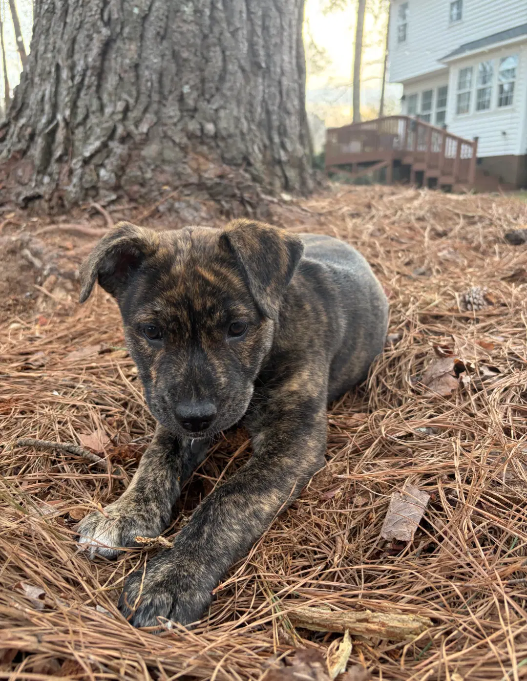 Pepa Darlas Litter image 2