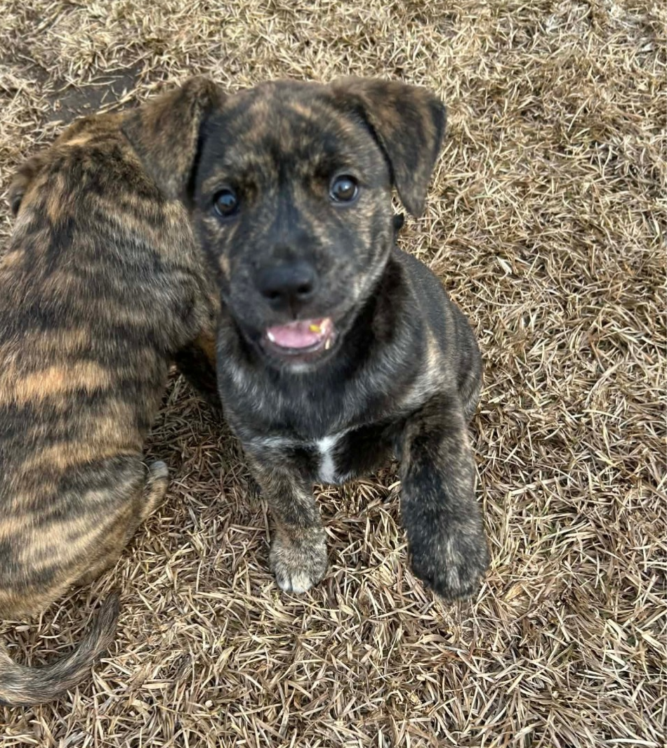 Pepa (Darlas litter) Image