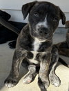 Pip (Darla's litter)