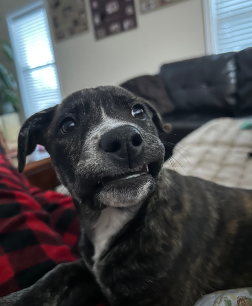 Pip (Darla's litter)