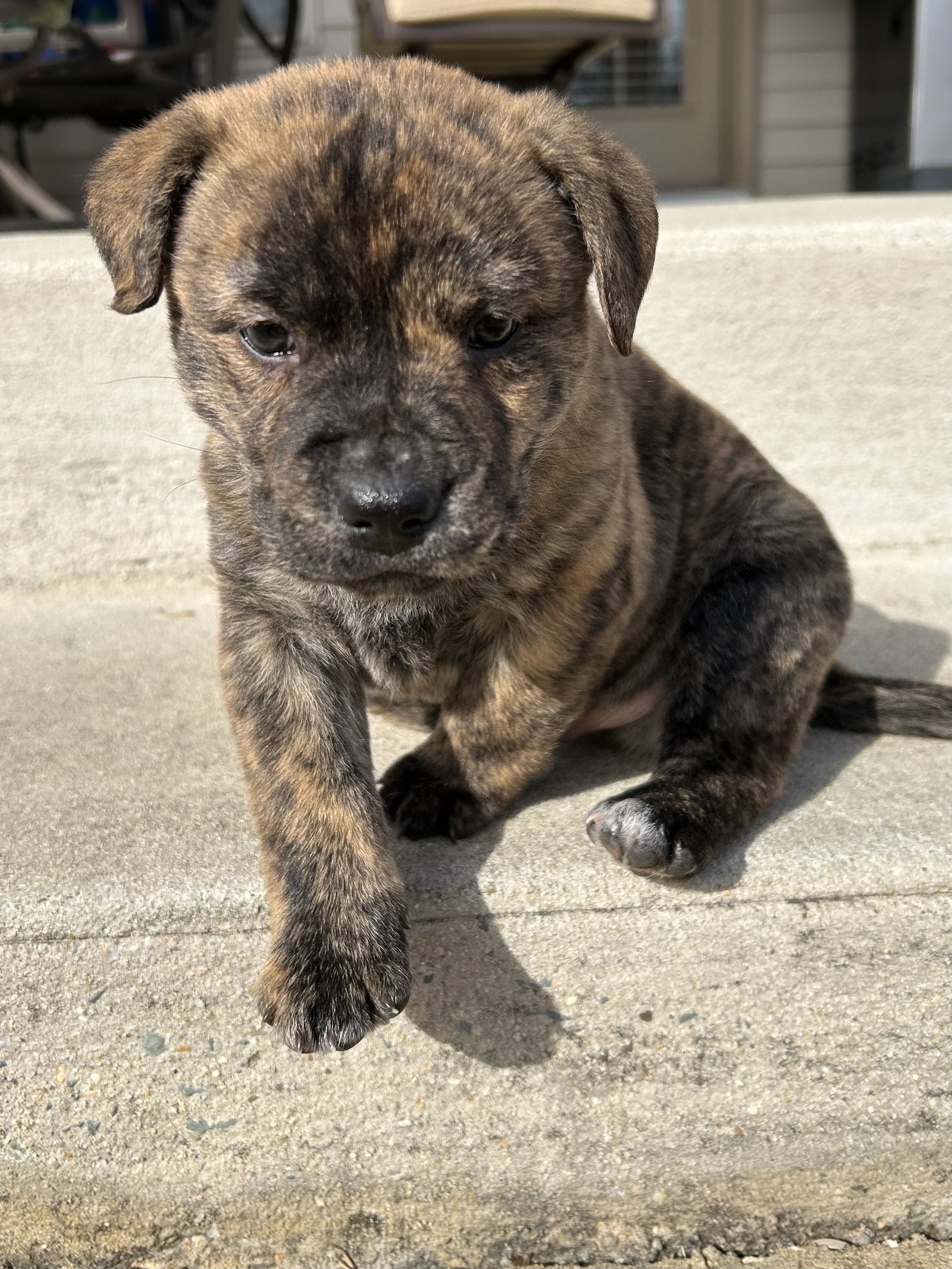 Tank (Darla's litter) Image