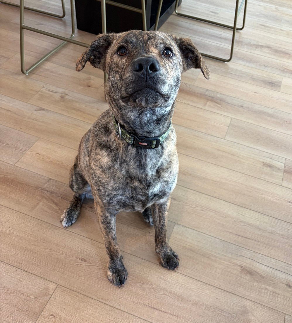 Tank (Darla's litter), photo 4