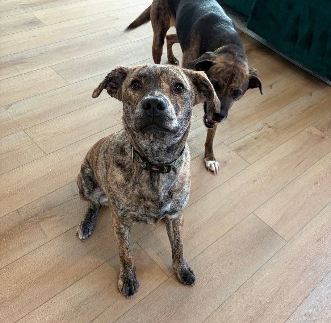 Tank (Darla's litter), photo 7
