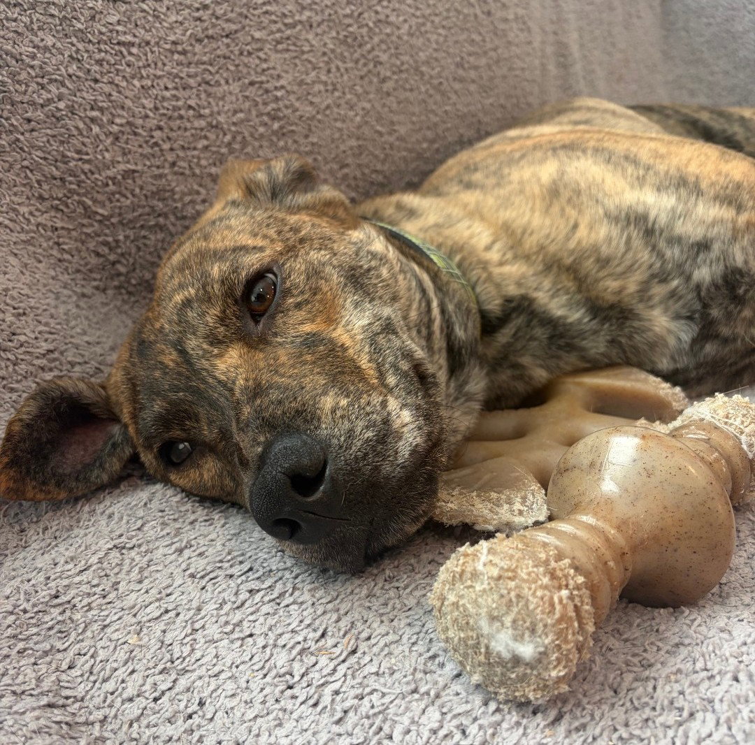 Tank (Darla's litter), photo 3