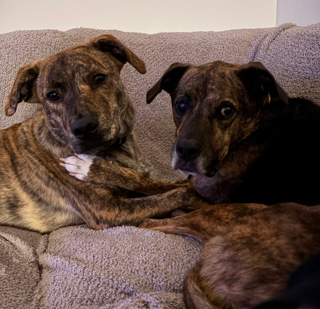 Tank (Darla's litter), photo 2