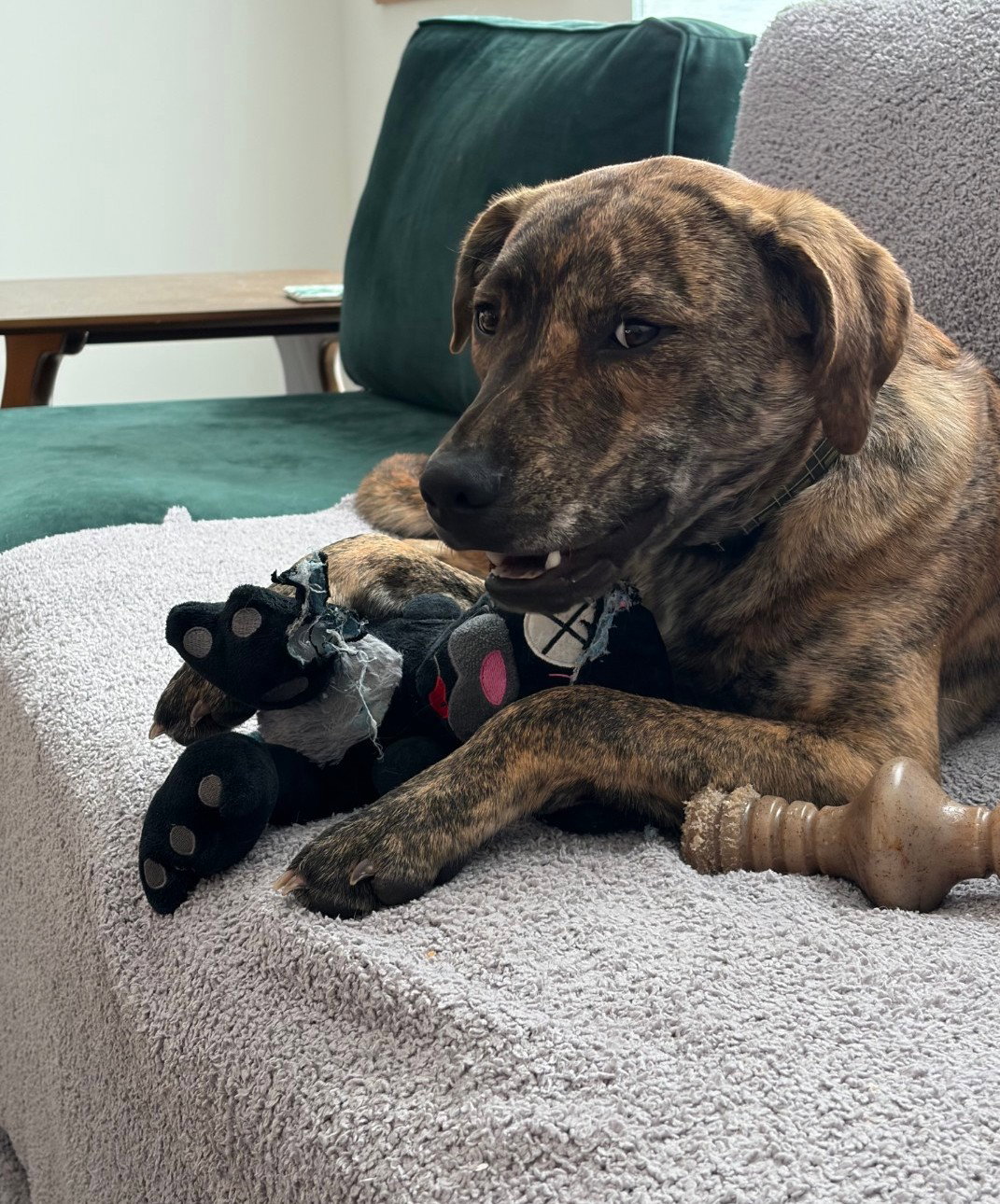 Tank (Darla's litter), photo 6