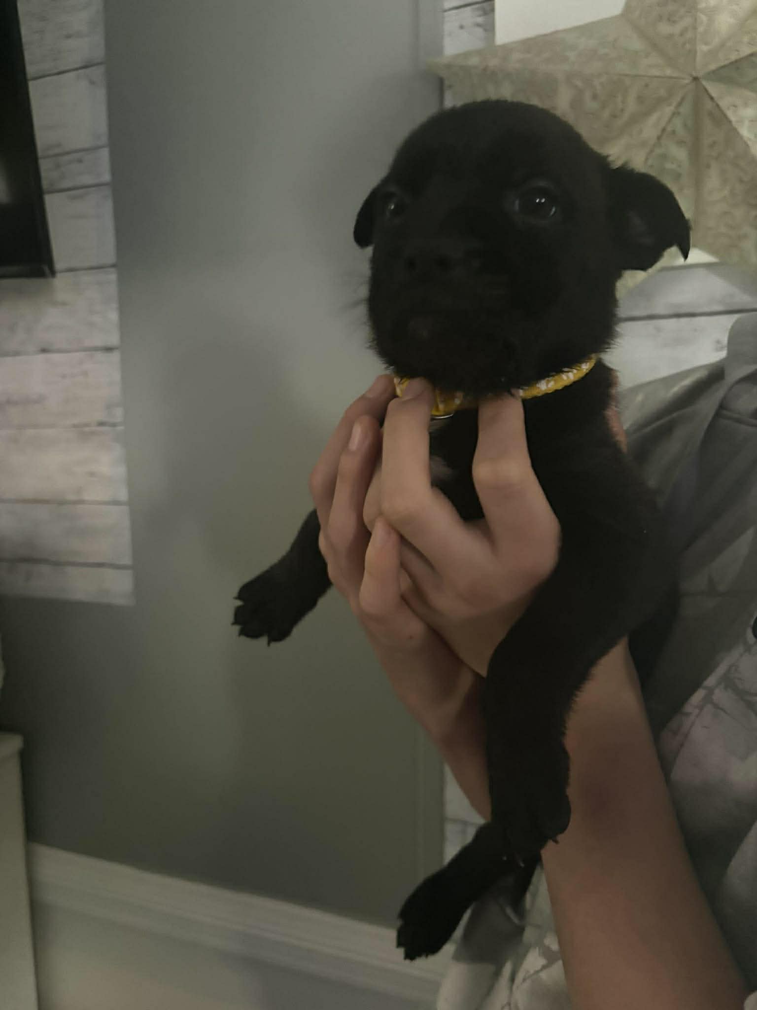 Venus (Planet Litter), photo 11